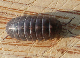 Pill Woodlouse